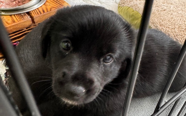 Zbiórka Dwa psie życia do uratowania - zdjęcie główne