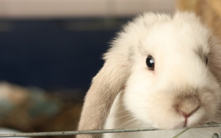 Zbiórka Króliki w potrzebie! - zdjęcie główne