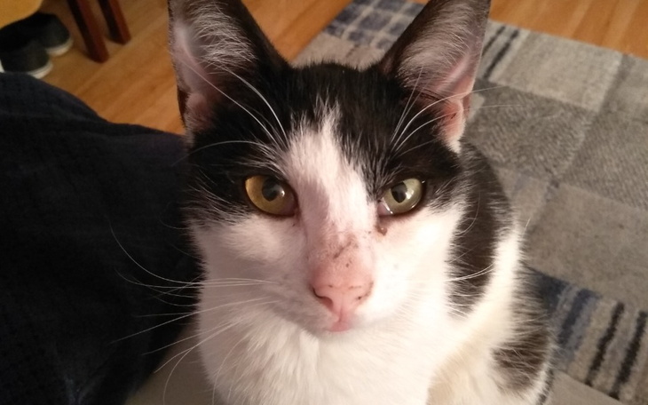 Zbiórka Chory kot Fiv białaczka - zdjęcie główne