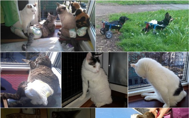 Zbiórka Niepełnosprawne w potrzebie - zdjęcie główne