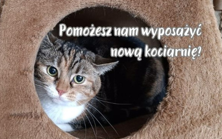 Zbiórka Wyposażenie nowej kociarni - zdjęcie główne