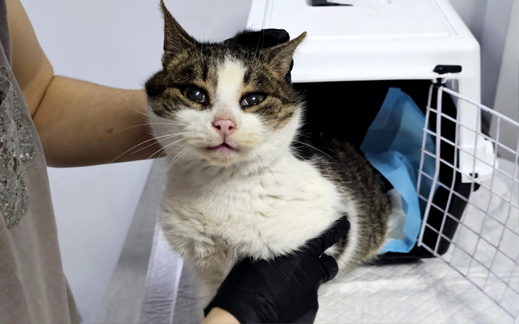 Zbiórka Fiona - zdjęcie główne