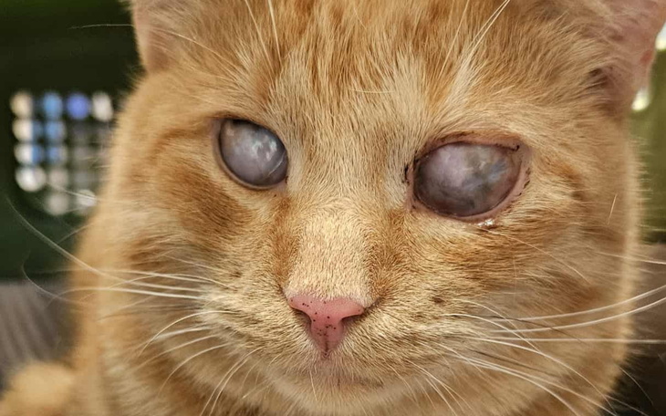 Kot z uszkodzonym okiem, potrzebujący pomocy i wsparcia.