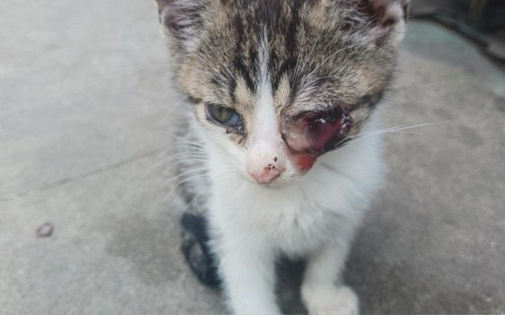 Zbiórka Leczenie kota z poważną chorobą - zdjęcie główne