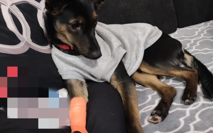 Zbiórka Zbieramy na hotelik dla Frysi - zdjęcie główne