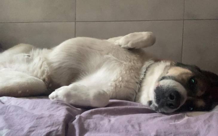 Pies leżący na łóżku, zrelaksowany i wesoły.