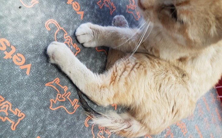 Zbiórka Ratujemy kotka - zdjęcie główne