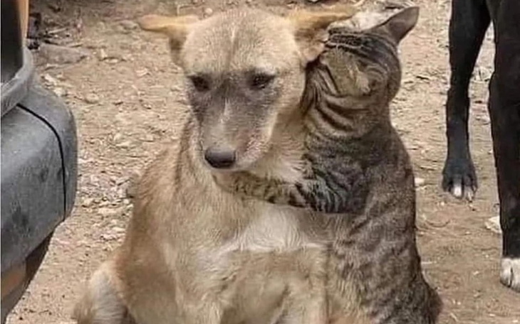 Pies i kot przytulający się do siebie na zewnątrz.