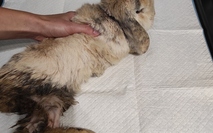 Zbiórka Zbiórka dla Lulusia - zdjęcie główne