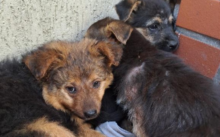 Zbiórka Dla piesków znalezionych w polu - zdjęcie główne