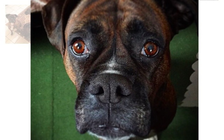 Zbiórka Walka o życie Coco - zdjęcie główne