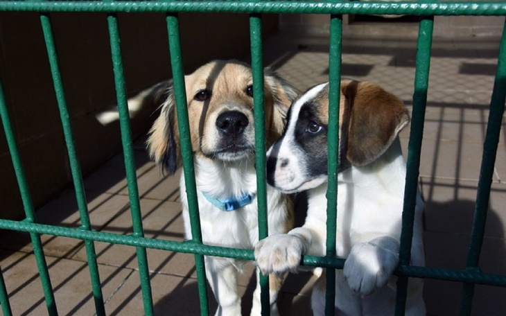 Dwa szczeniaki patrzące przez kraty w schronisku.