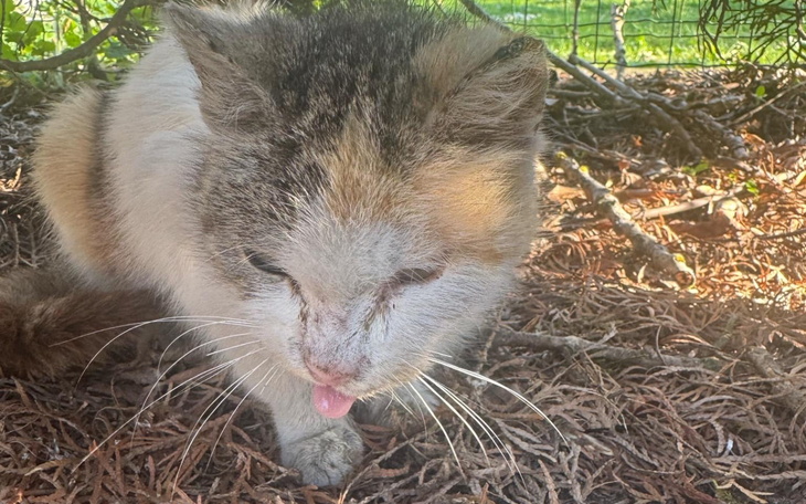 Chory kot z widocznymi problemami zdrowotnymi.