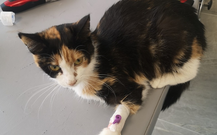 Zbiórka Pomóżmy Lucy w walce o życie - zdjęcie główne