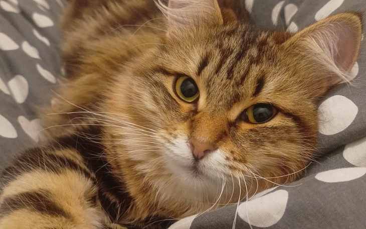 Zbiórka Zbiórka na leczenie kotki Biedy - zdjęcie główne