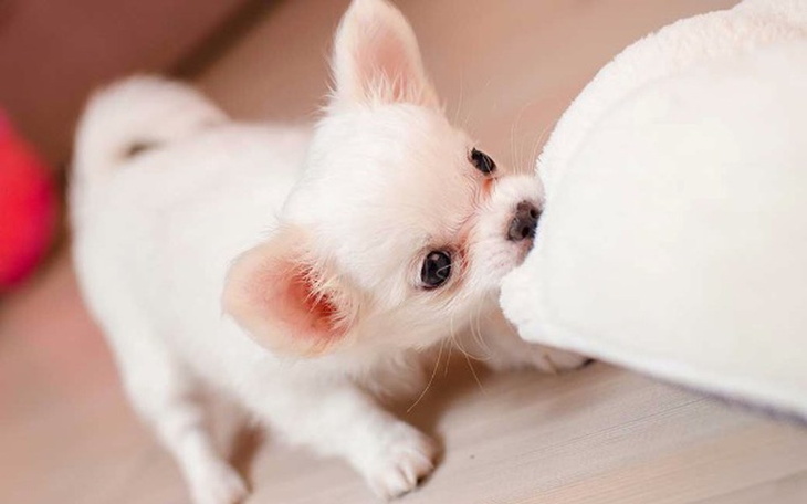 Zbiórka Nowy domownik - zdjęcie główne