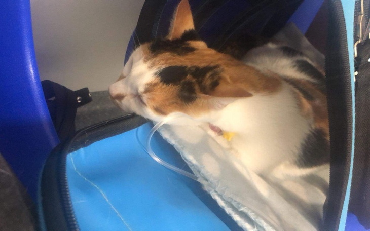 Kot w transporterze, śpiący w wygodnej pozycji.