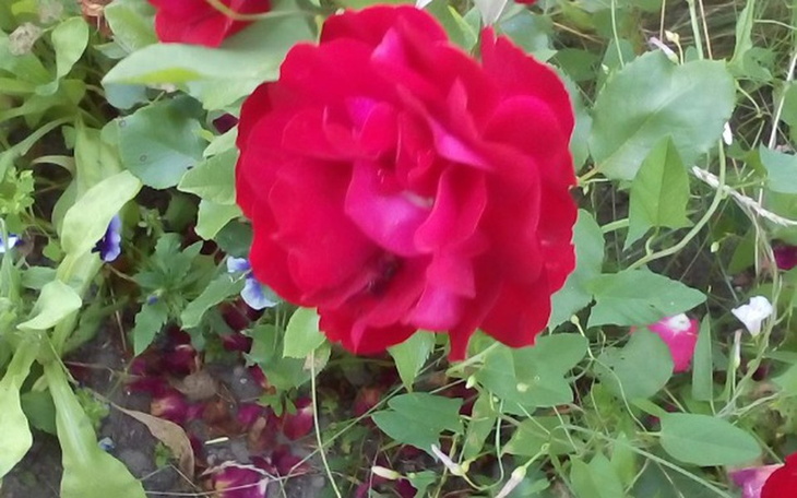 Zbiórka Pomoc biedniejszemu - zdjęcie główne