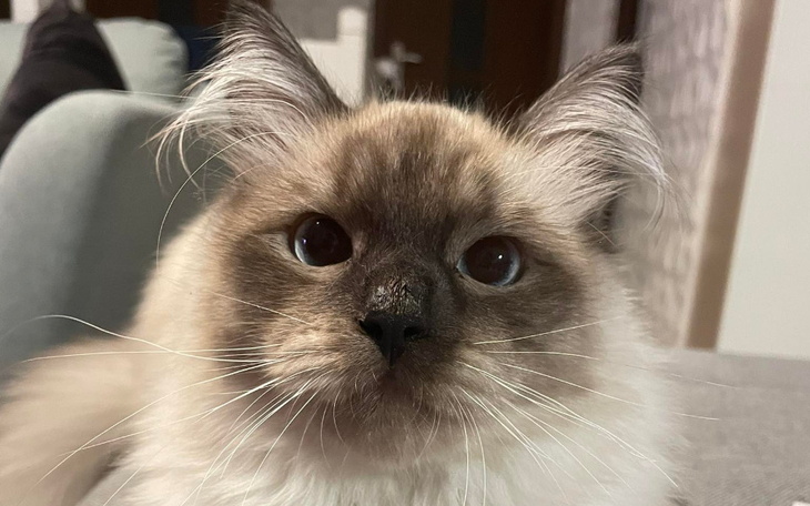 Zbiórka Ratunek dla Coffee - zdjęcie główne