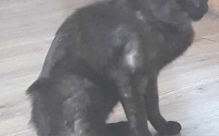 Zbiórka Cierpiący kotek woła pomocy !!! - zdjęcie główne