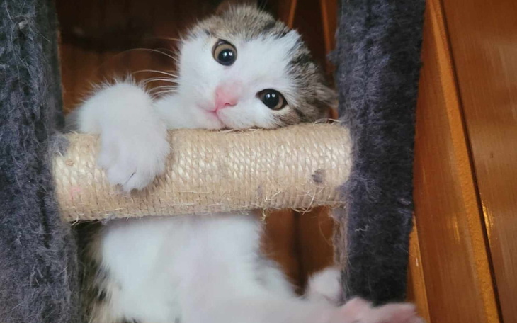 Zbiórka Bombelek- daj mi szanse by żyć - zdjęcie główne