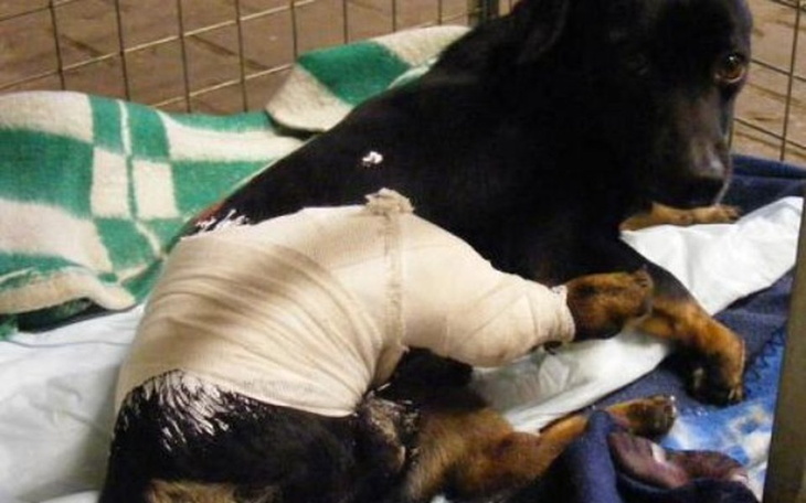 Zbiórka Na psa który może nie przeżyć. - zdjęcie główne