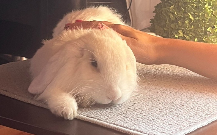 Zbiórka Na leczenie królika - zdjęcie główne