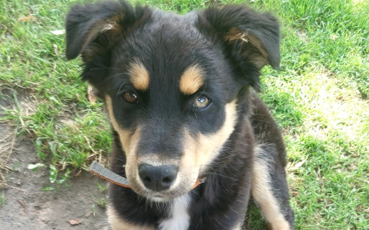 Zbiórka Buda dla Znajdka - zdjęcie główne