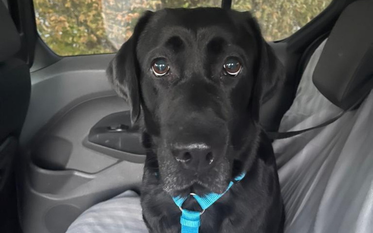 Czarny labrador siedzący w samochodzie z zapiętym pasem.