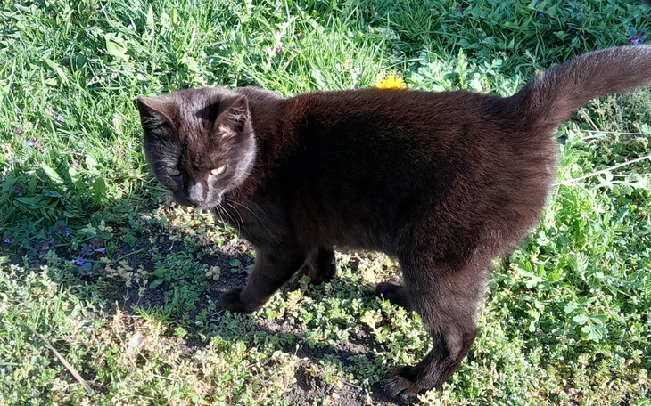 Czarny kot spacerujący po trawie, z wyrazem ciekawości.