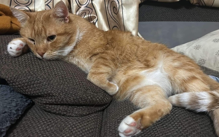 Zbiórka Operacja Leviego - zdjęcie główne