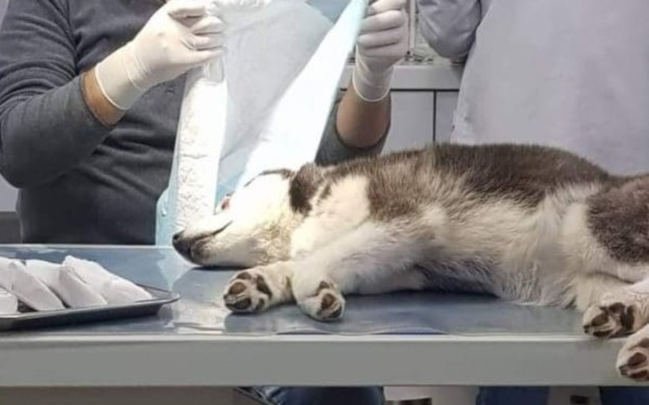 Zbiórka Dla Nessi z Armenii - zdjęcie główne