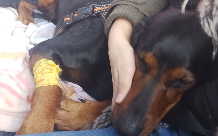 Zbiórka Operacja dla Tajgi - zdjęcie główne