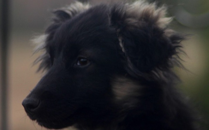 Zbiórka Ratujemy Leonarda-Parwowiroza - zdjęcie główne