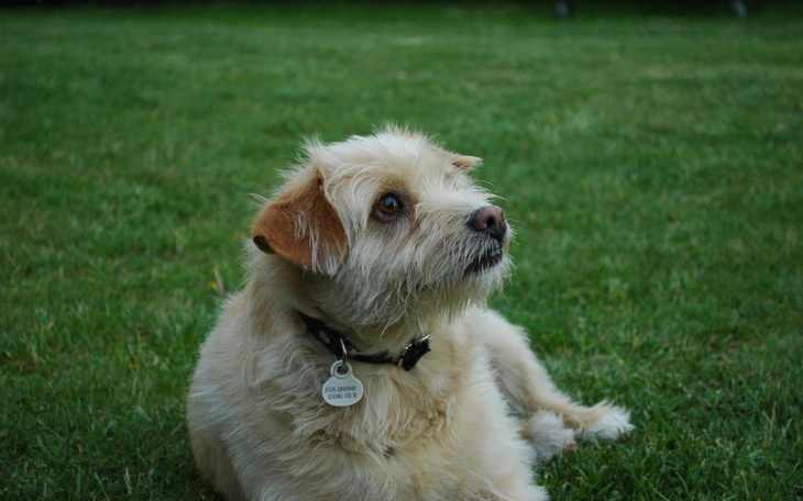 Zbiórka Leczenie Frędzla - zdjęcie główne