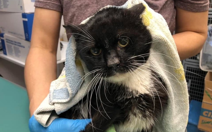 Zielony las z promieniami słońca prześwitującymi przez liście.