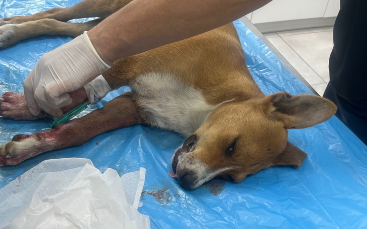 Weterynarz podaje zastrzyk psu na stole operacyjnym.