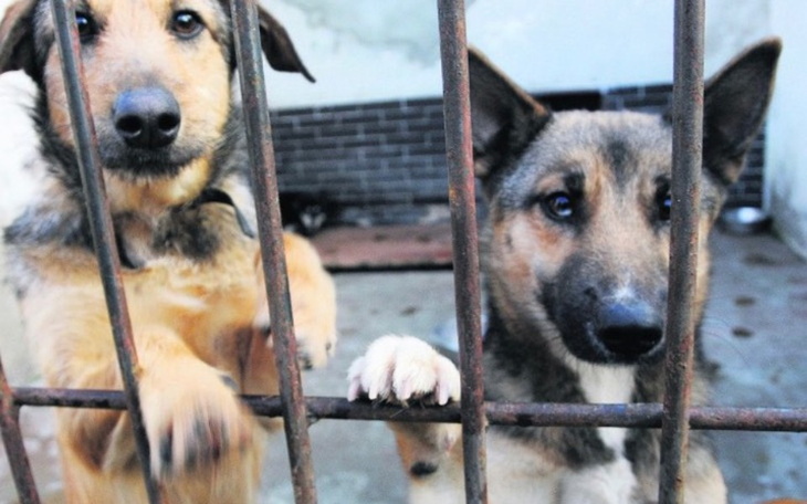 Zbiórka Pomóż zwierzętom - zdjęcie główne