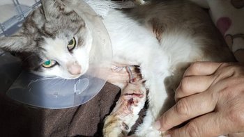 Zbiórka Spłata długu kociarnia - miniaturka zdjęcia