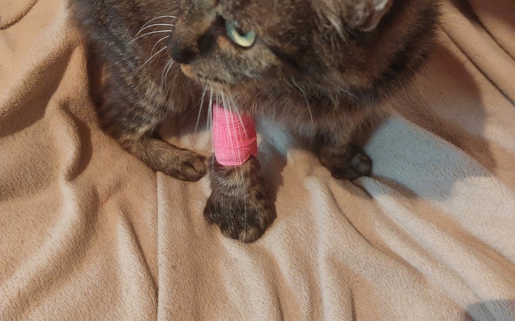 Zbiórka leczenie Zuzi z FIP - zdjęcie główne