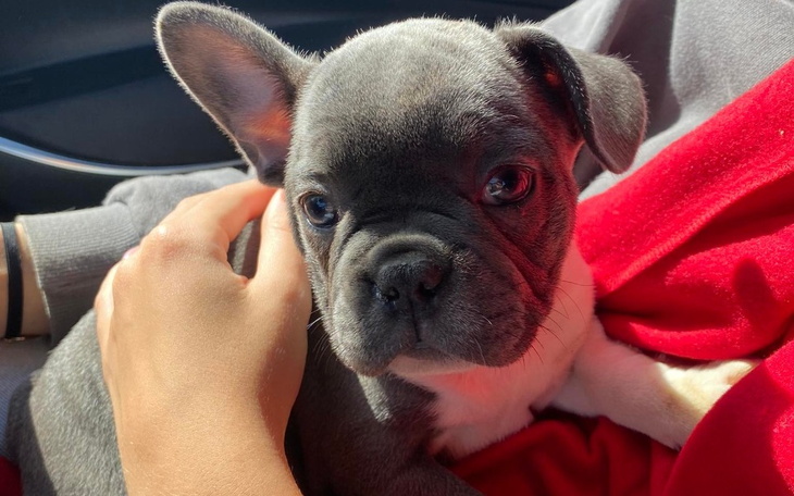 Zbiórka Endoskopia Bójki - zdjęcie główne