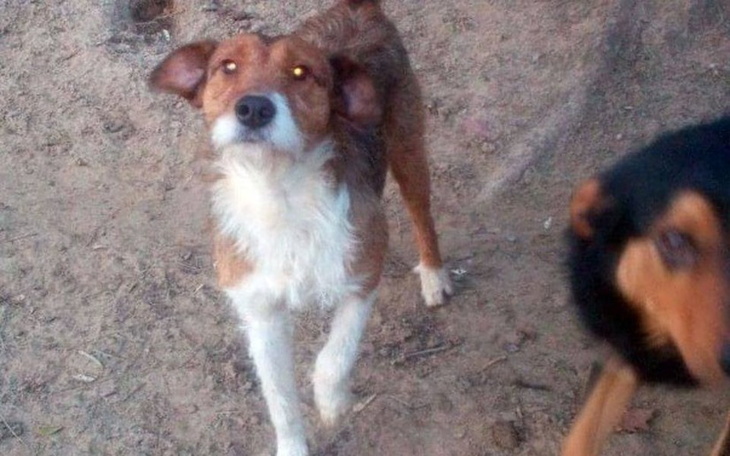 Zbiórka Na operację Festyna z Radys - zdjęcie główne