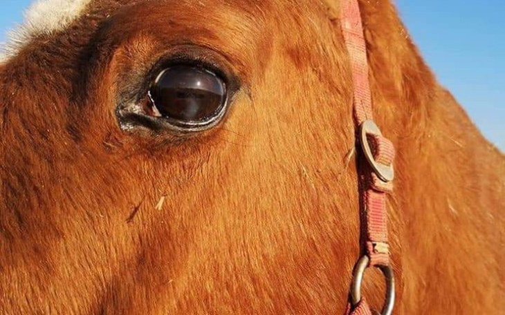 Zbiórka Carmen 17 letnia klacz - zdjęcie główne