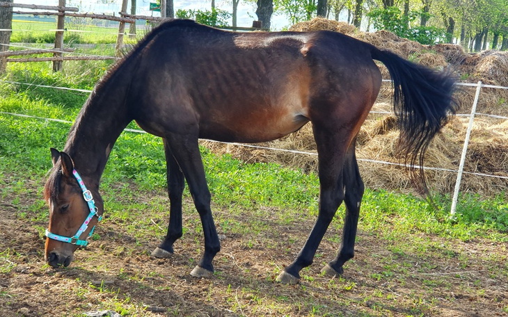 Zbiórka Chory koń w potrzebie - zdjęcie główne