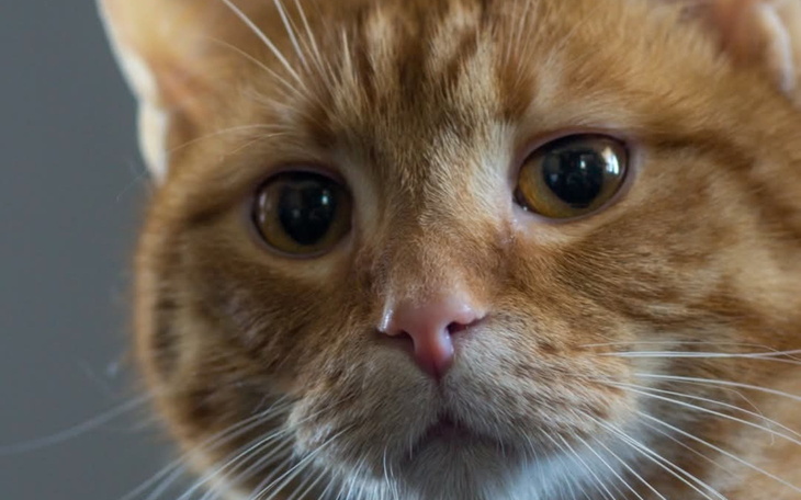 Zbliżenie na kota o pomarańczowym futrze, z ciekawym spojrzeniem.