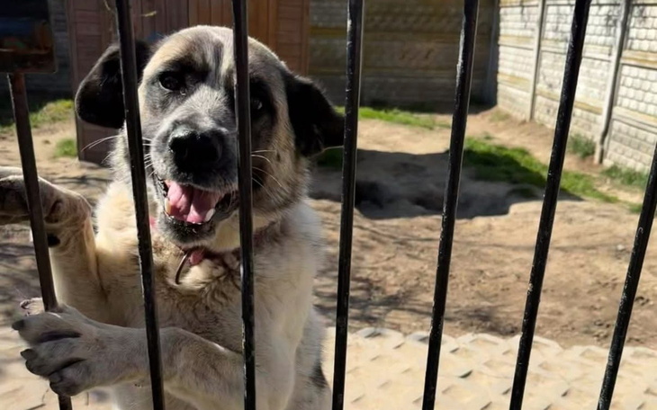 Pies szczekający przez ogrodzenie, z uśmiechem na pyszczku.