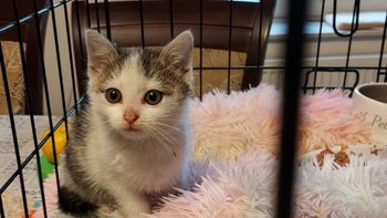 Zbiórka Kastracja październik - miniaturka zdjęcia