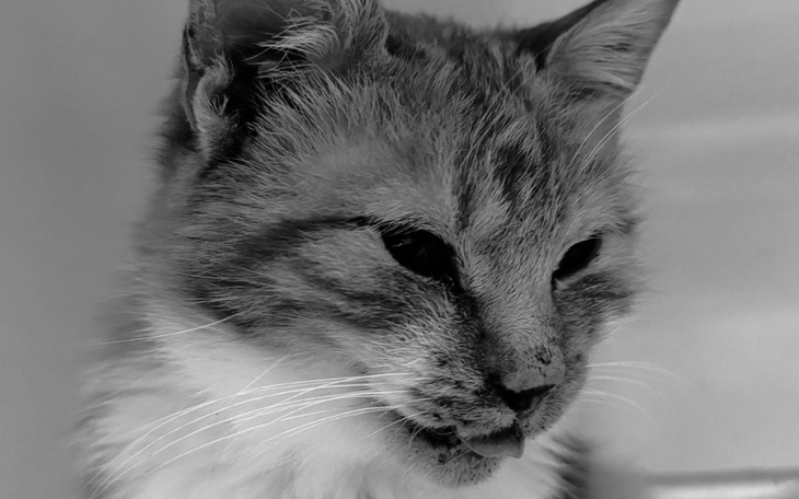 Kot z bliska, z wyrazem twarzy.