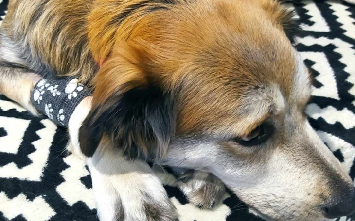 Zbiórka LECZENIE dla psa z parwowirozą - zdjęcie główne