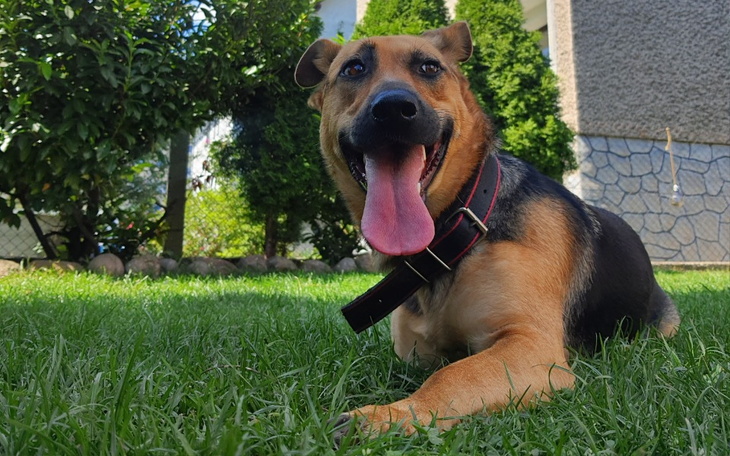 Zbiórka Na karmę dla tymczasowiczów - zdjęcie główne